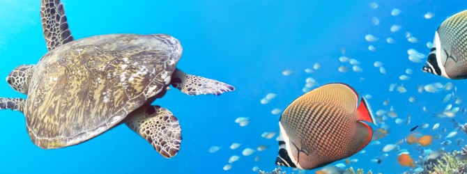 Nature Films