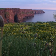 Wild Ireland Wild Ireland