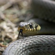 The Secret Life of Snakes The Secret Life of Snakes