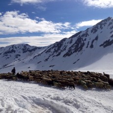 Transhumance – Europe’s Last Nomads Transhumance – Europe’s Last Nomads