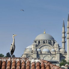 Wild Istanbul Wild Istanbul