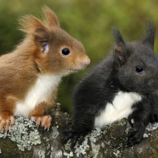 Secrets of Squirrels Secrets of Squirrels