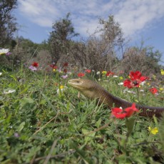 Greece – The Wild Side Greece – The Wild Side
