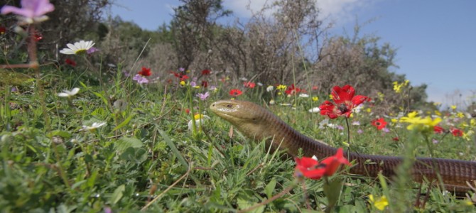Greece – The Wild Side Greece – The Wild Side